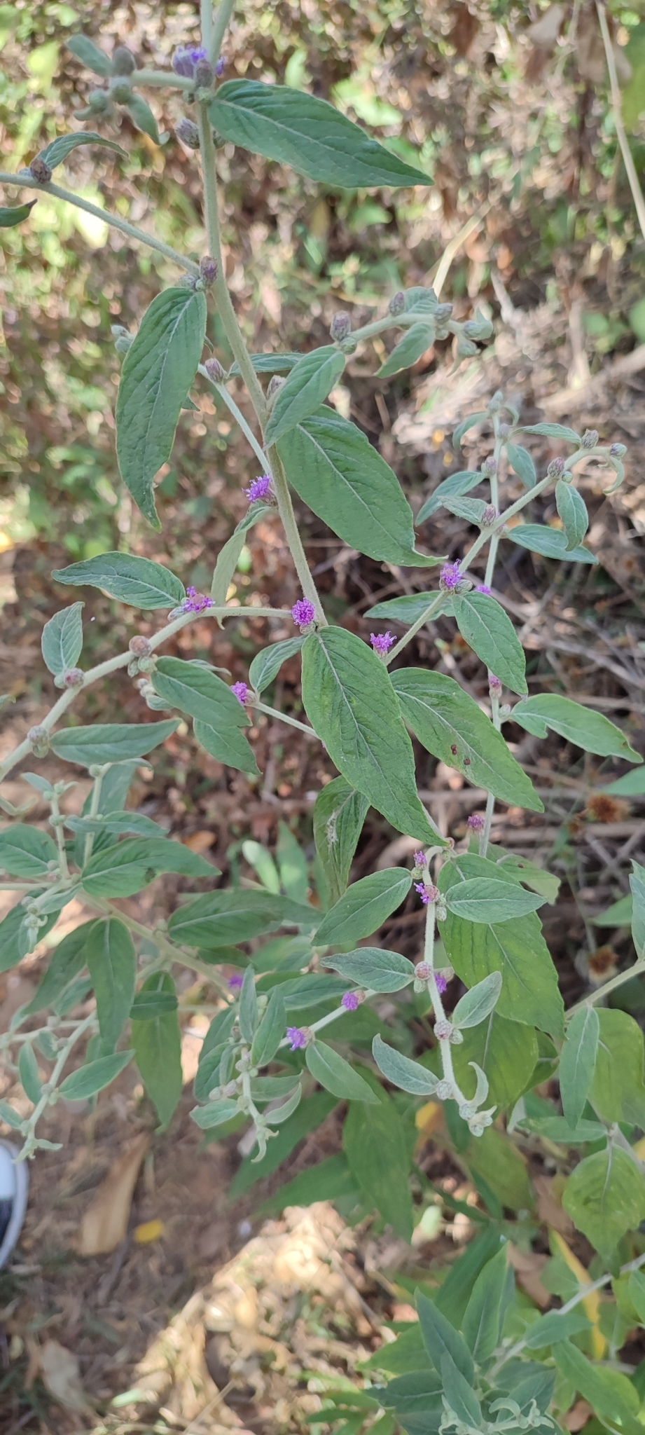Photo of Lepidaploa chamissonis (10/12)