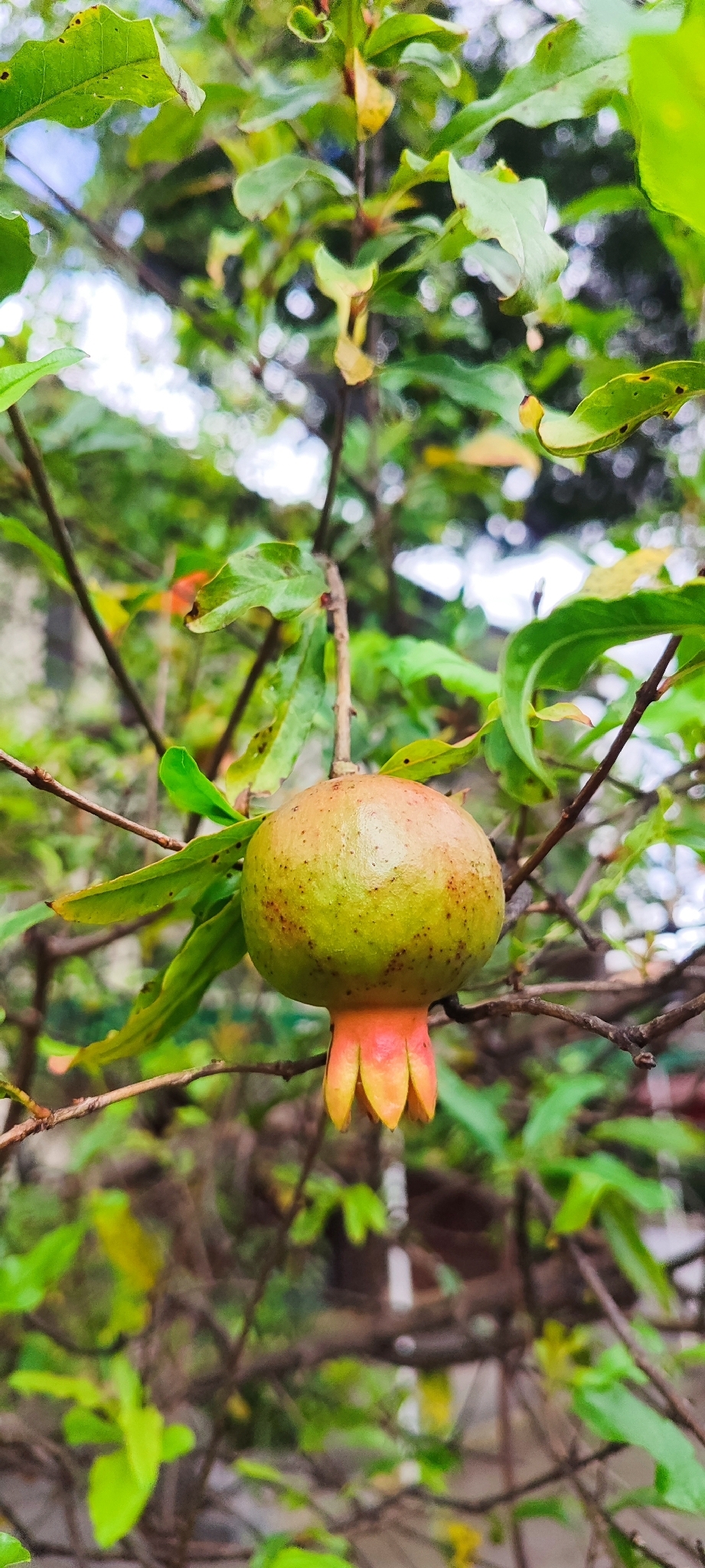 Photo of pomegranate (3/9)