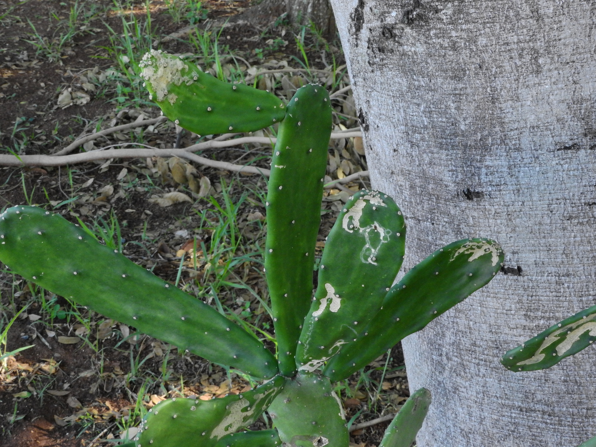 Photo of Cochineal Nopal Cactus (2/12)