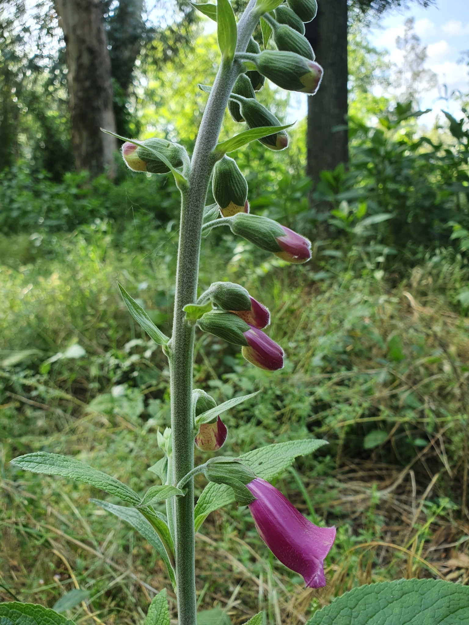 Photo of purple foxglove (4/12)