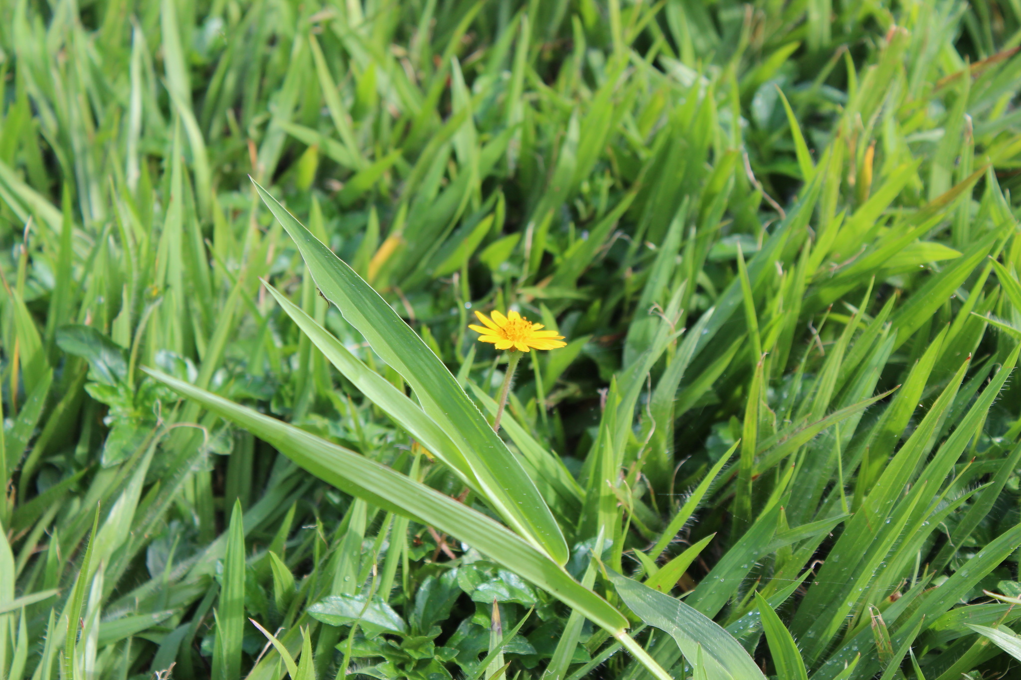 Photo of Trailing Daisy (6/11)