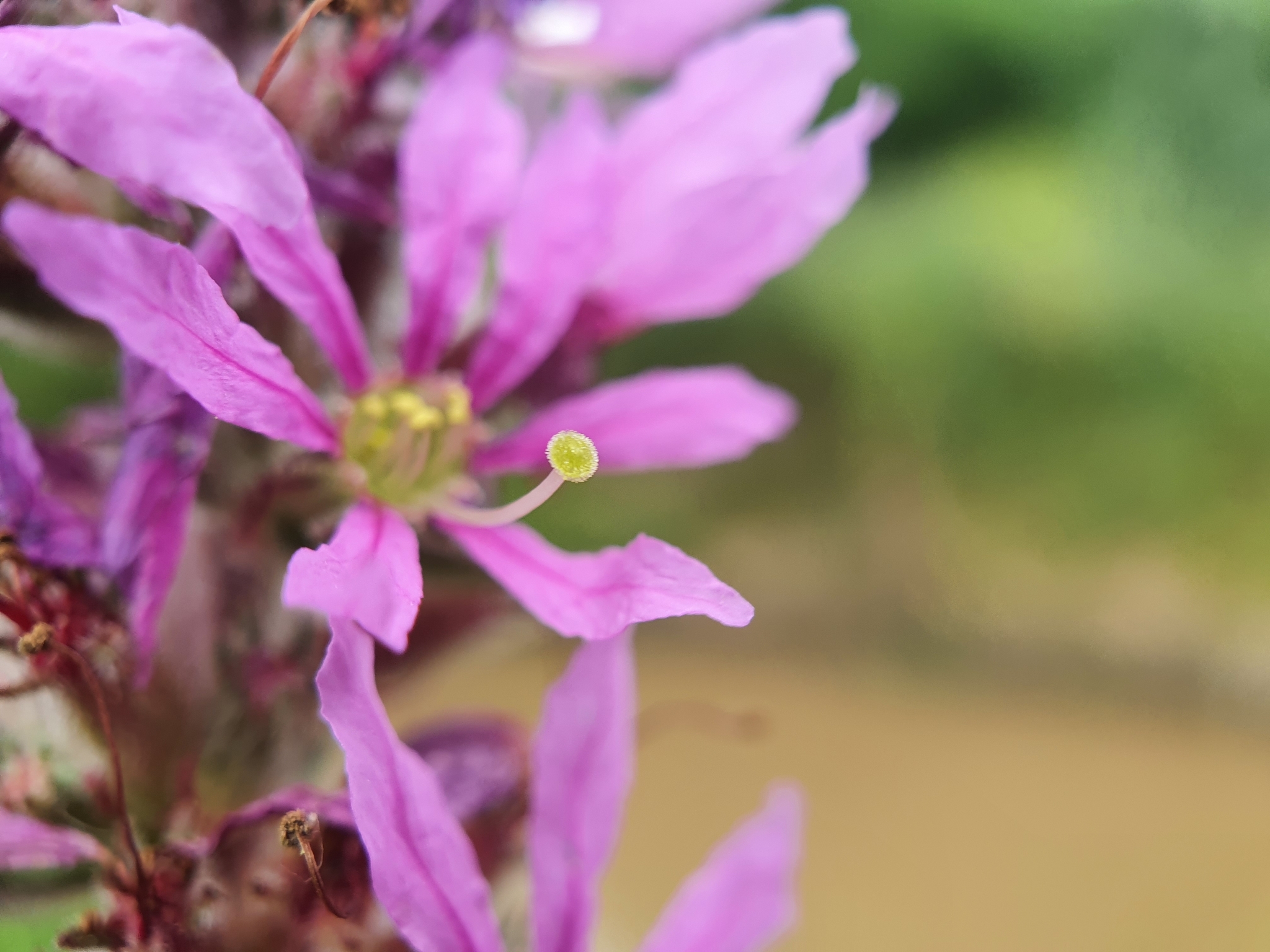 Photo of purple loosestrife (6/12)