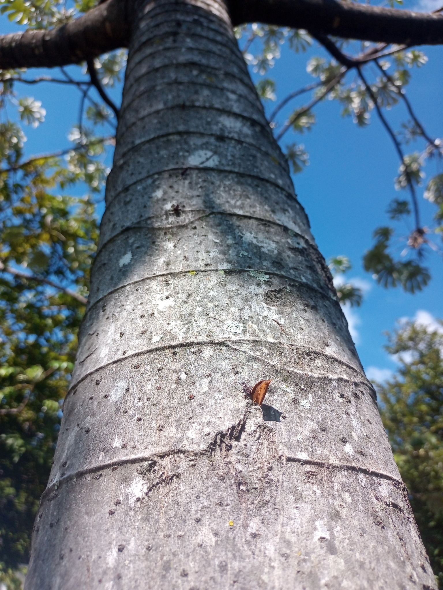 Photo of Pumpwood (6/9)