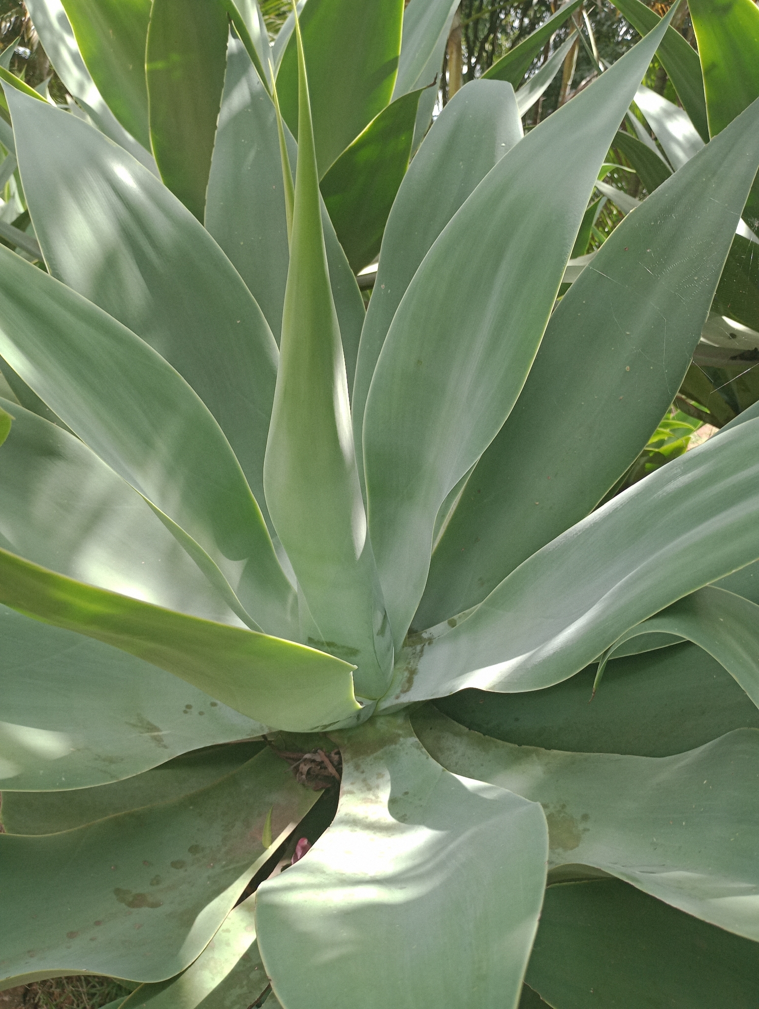 Photo of Swan-neck Agave (5/12)