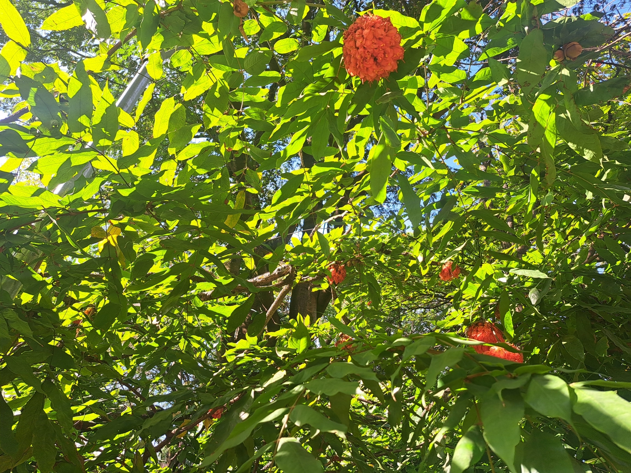 Photo of Rose of Venezuela (6/10)