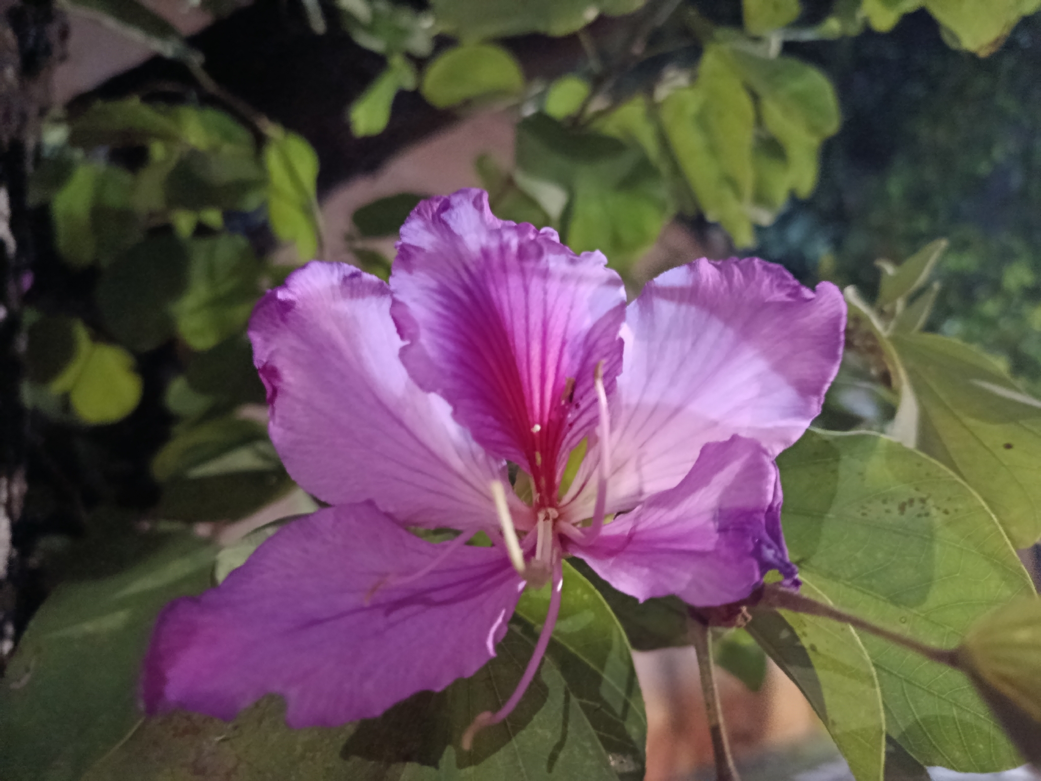 Photo of Orchid tree (6/7)