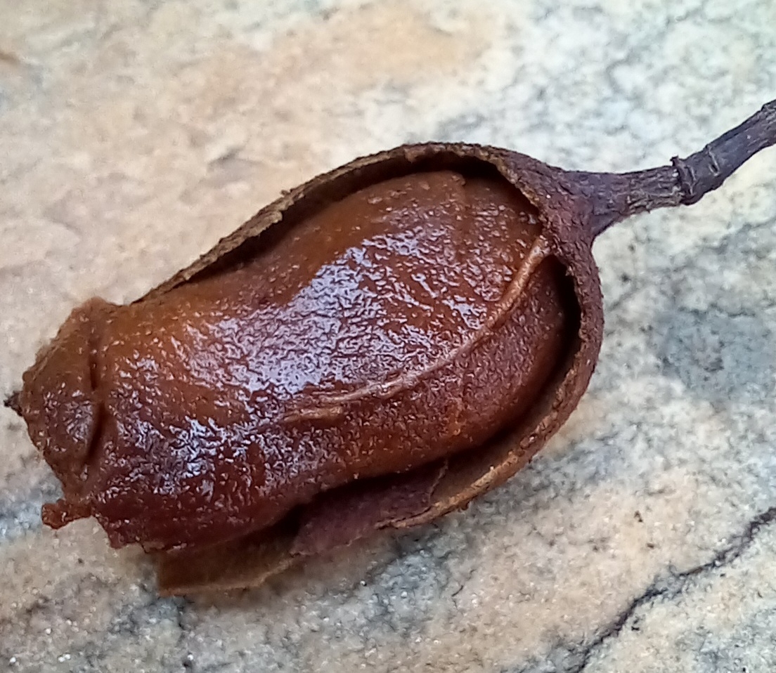Photo of Tamarind (5/6)