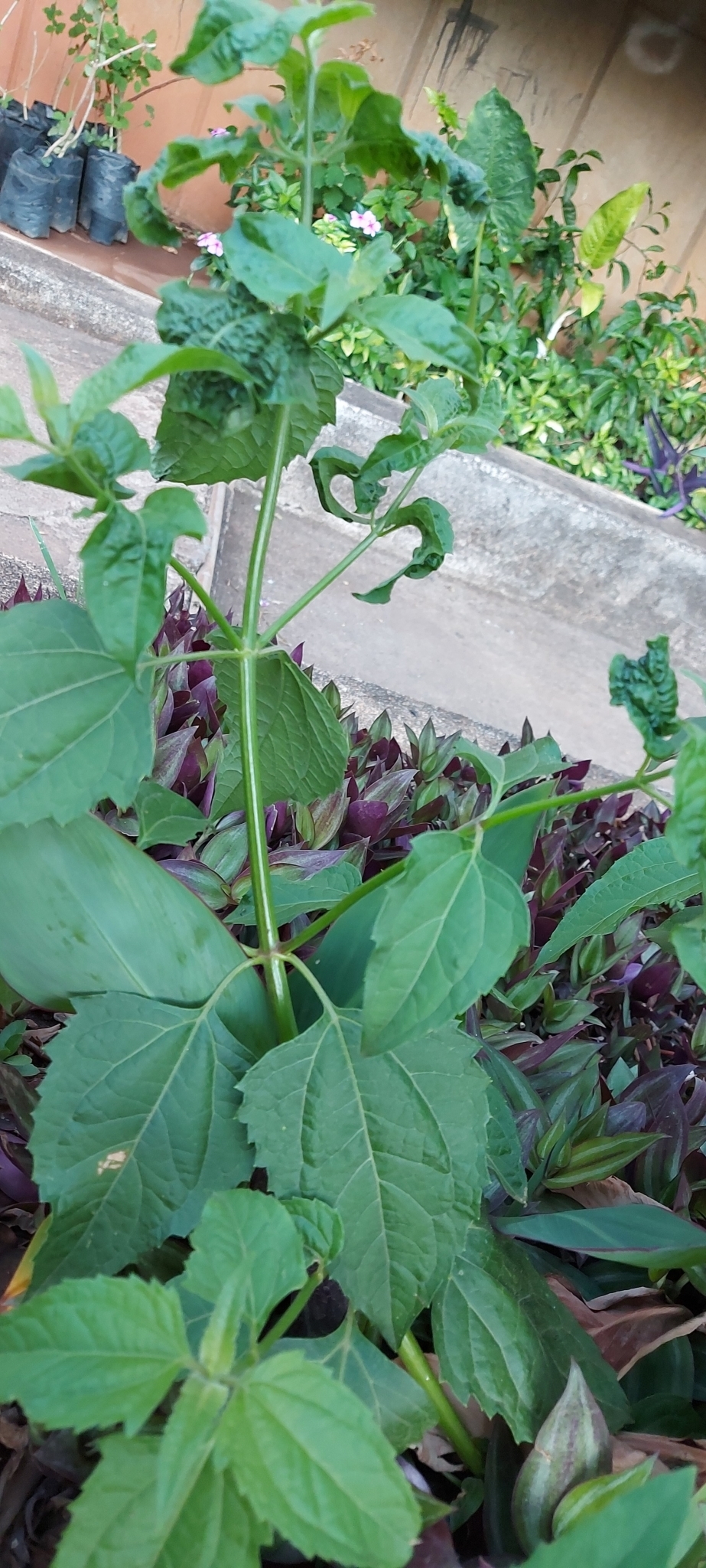 Photo of Siam weed (5/7)