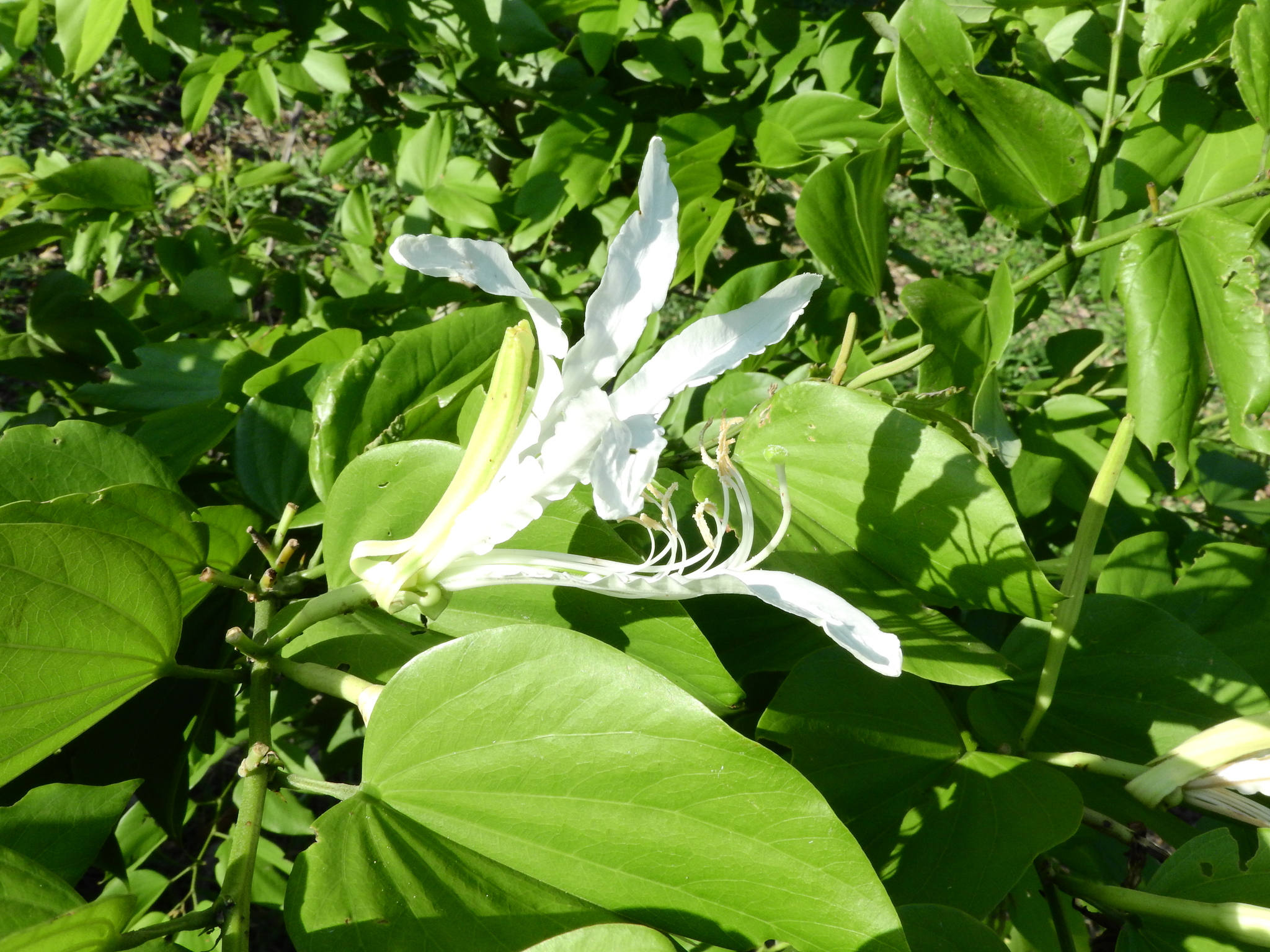 Photo of Brazilian orchid tree (2/12)