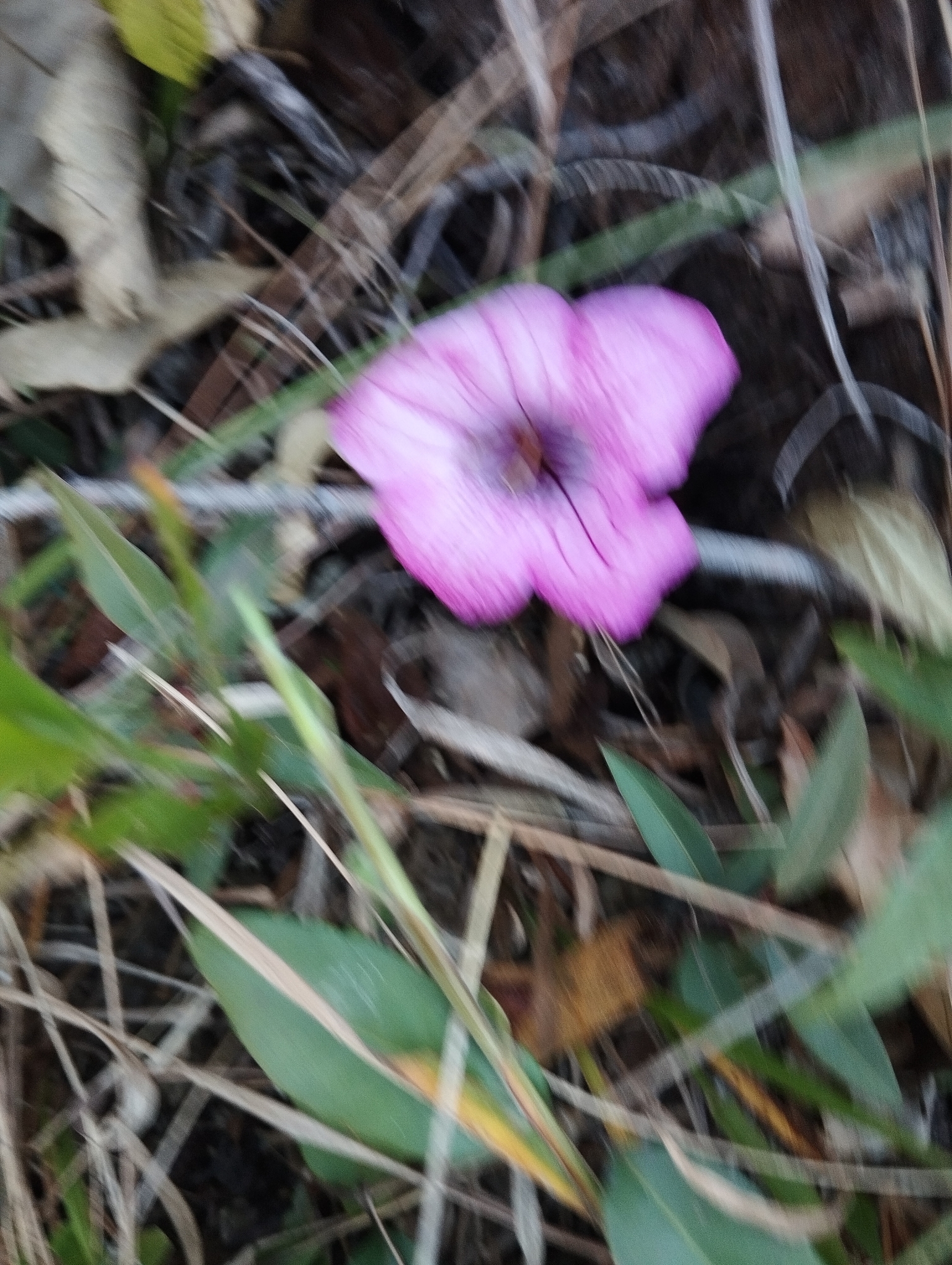 Photo of Ruellia macrantha (7/12)