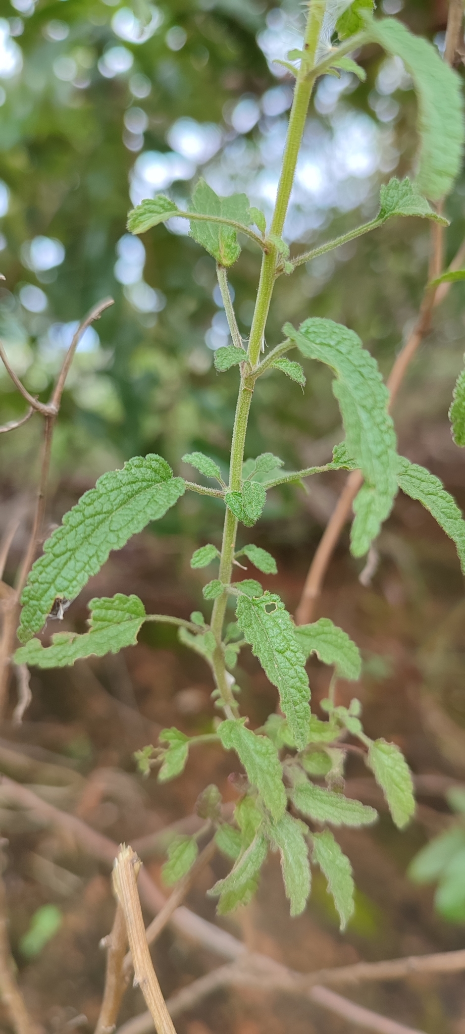 Photo of Ageratum fastigiatum (11/12)