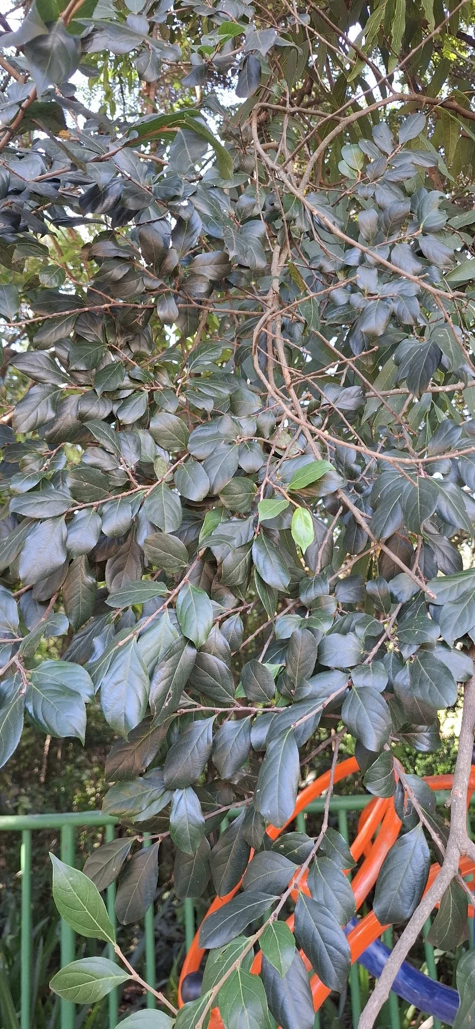 Photo of Casearia decandra (6/12)
