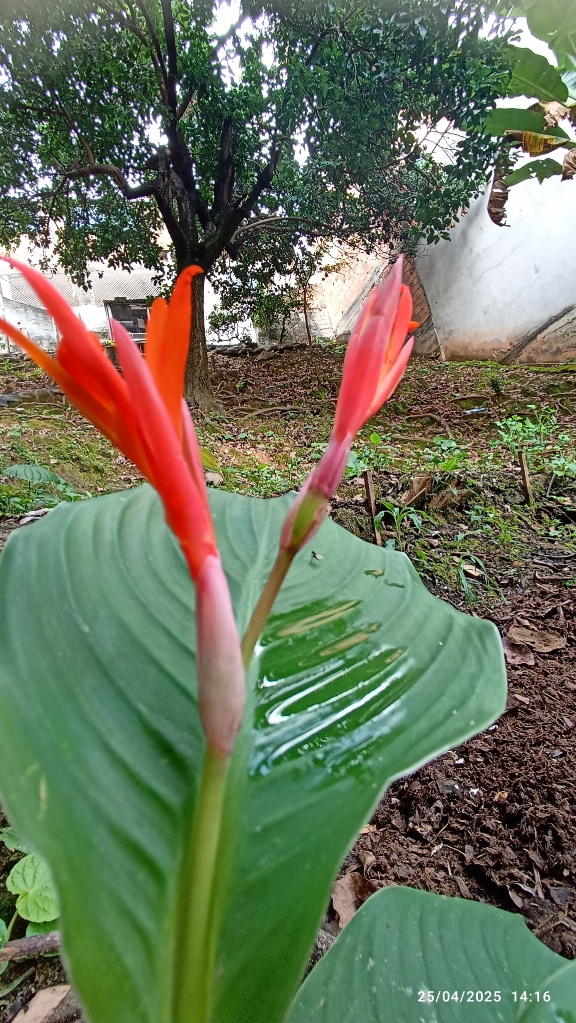 Photo of Indian shot (1/7)