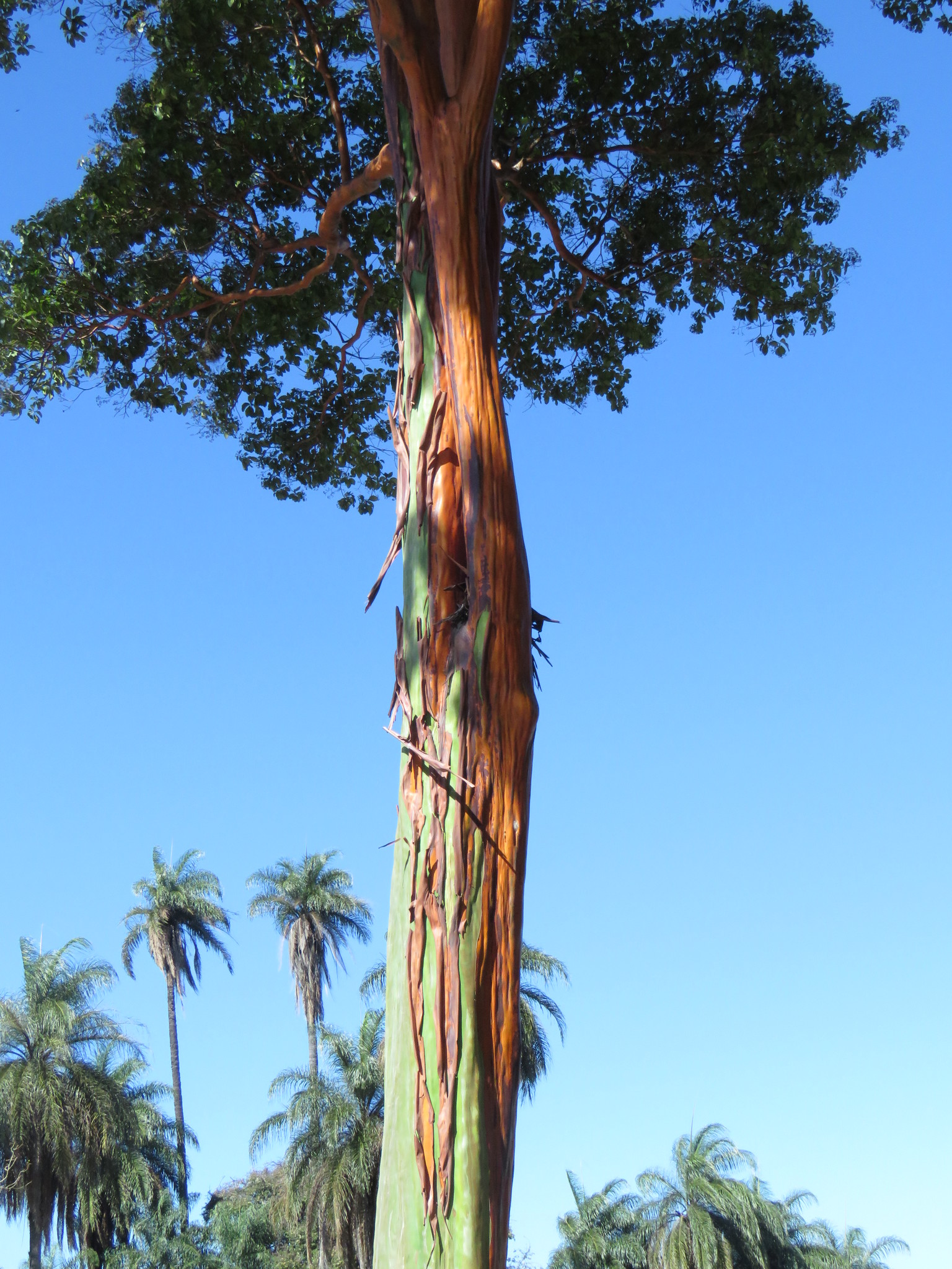 Photo of Calycophyllum spruceanum (6/7)