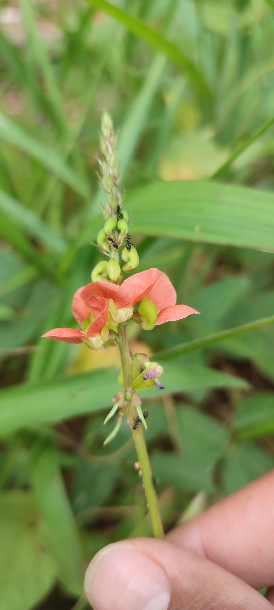 Photo of Macroptilium erythroloma (9/12)