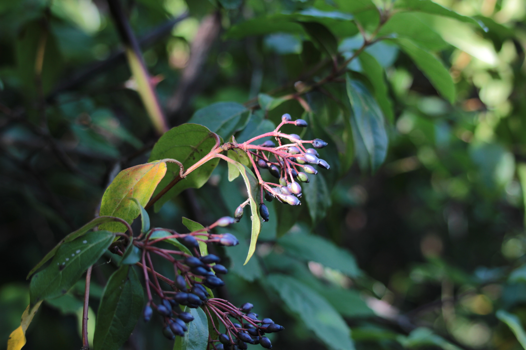 Photo of Laurustinus viburnum (1/12)