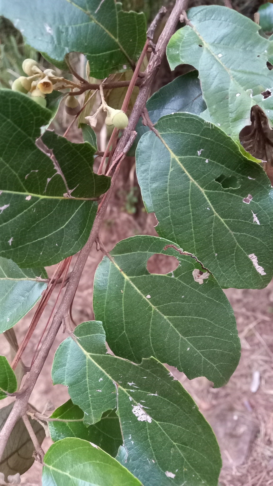 Photo of Styrax ferrugineus (9/12)