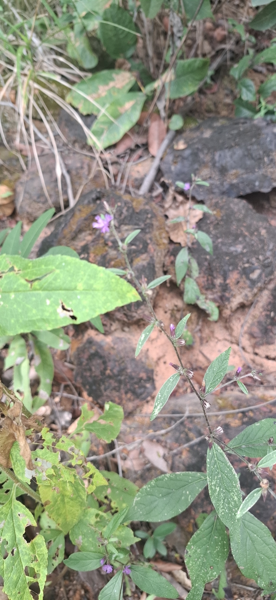Photo of Lepidaploa aurea (7/9)