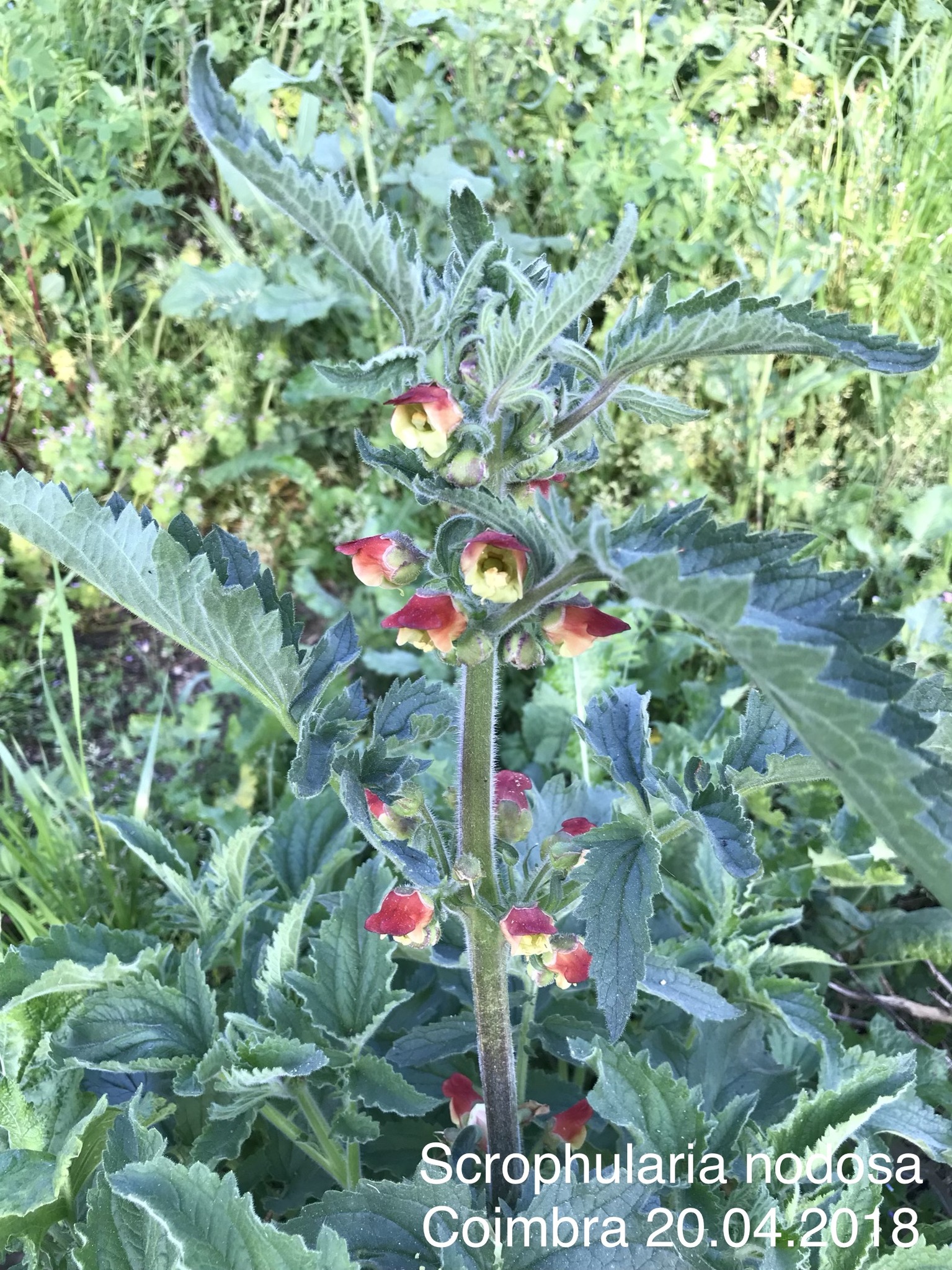 Photo of Scrophularia grandiflora (9/12)