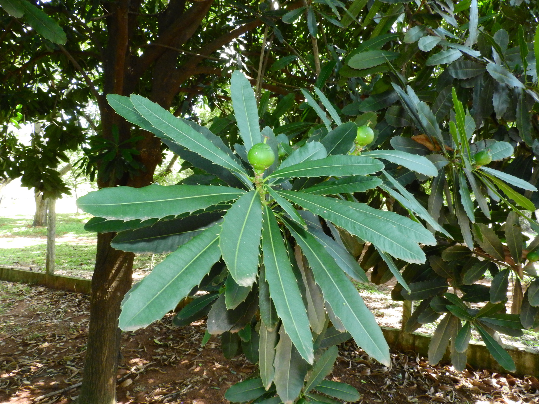 Photo of Pachystroma longifolium (7/7)
