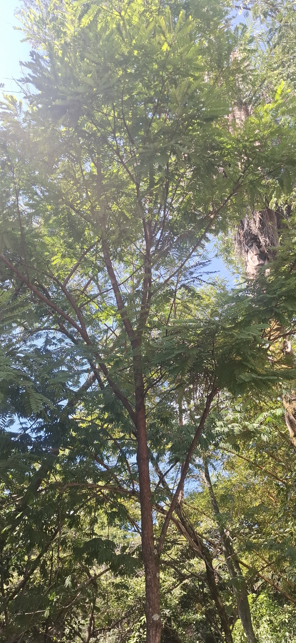 Photo of Dalbergia villosa (6/11)