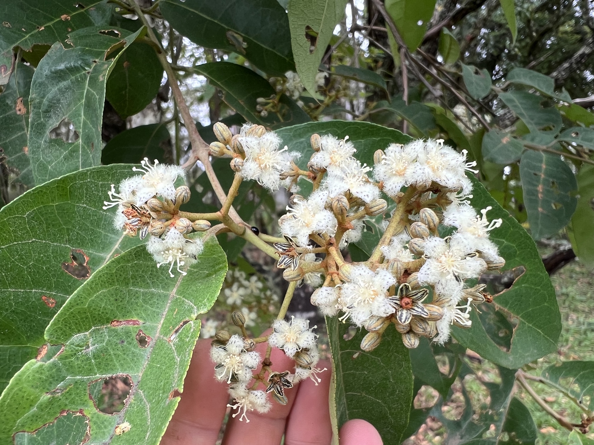 Photo of Malpighiales (4/7)