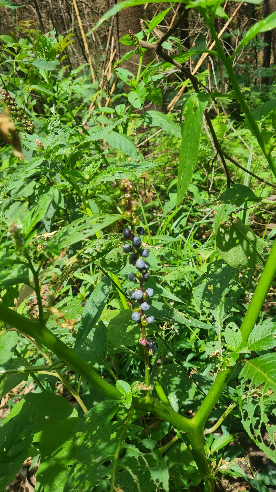 Photo of Brazilian Pokeweed (11/12)