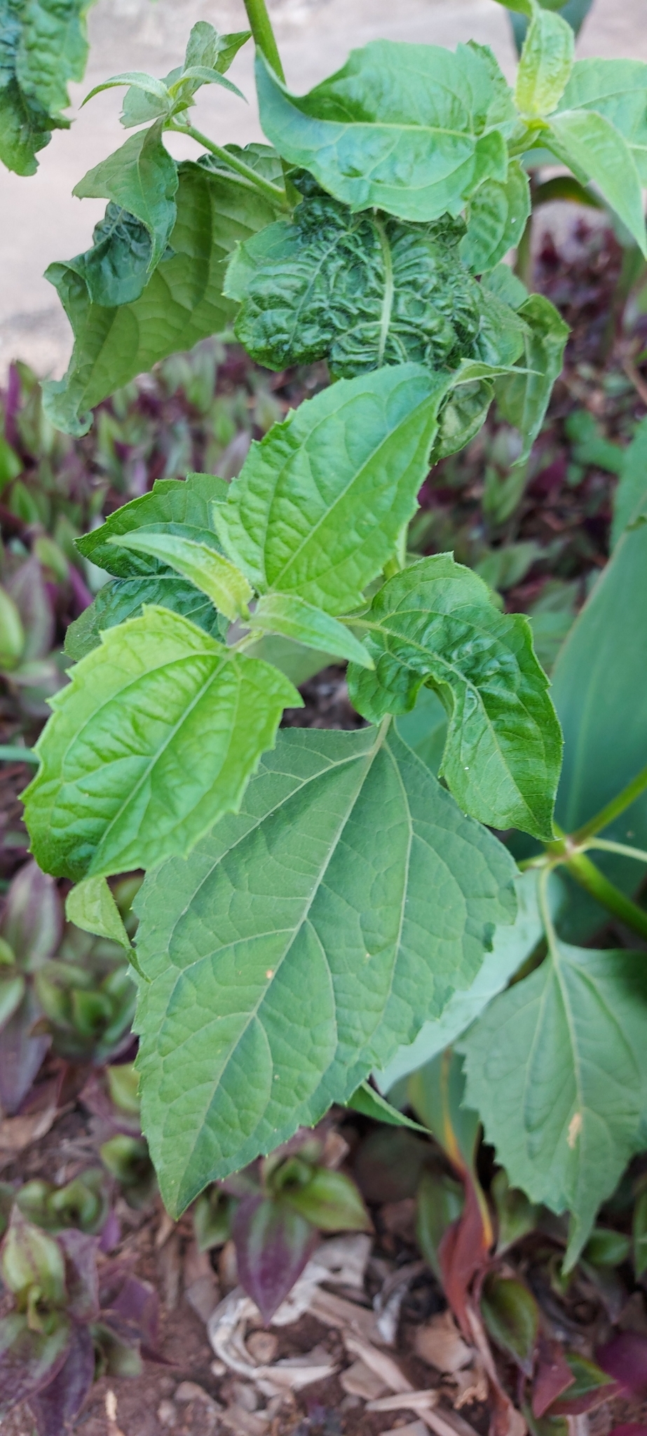 Photo of Siam weed (7/7)