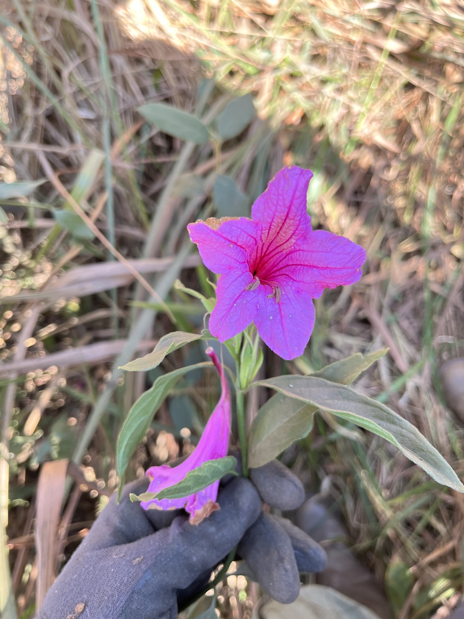 Photo of Ruellia macrantha (1/12)