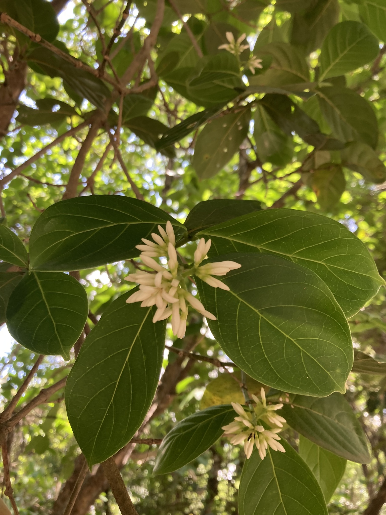 Photo of Coussarea hydrangeifolia (7/9)
