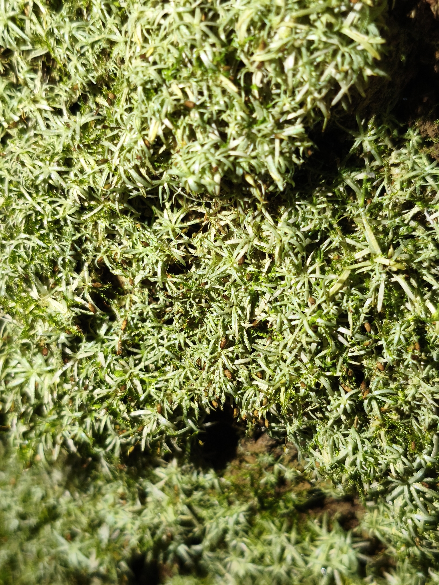 Photo of Dicranales (5/7)