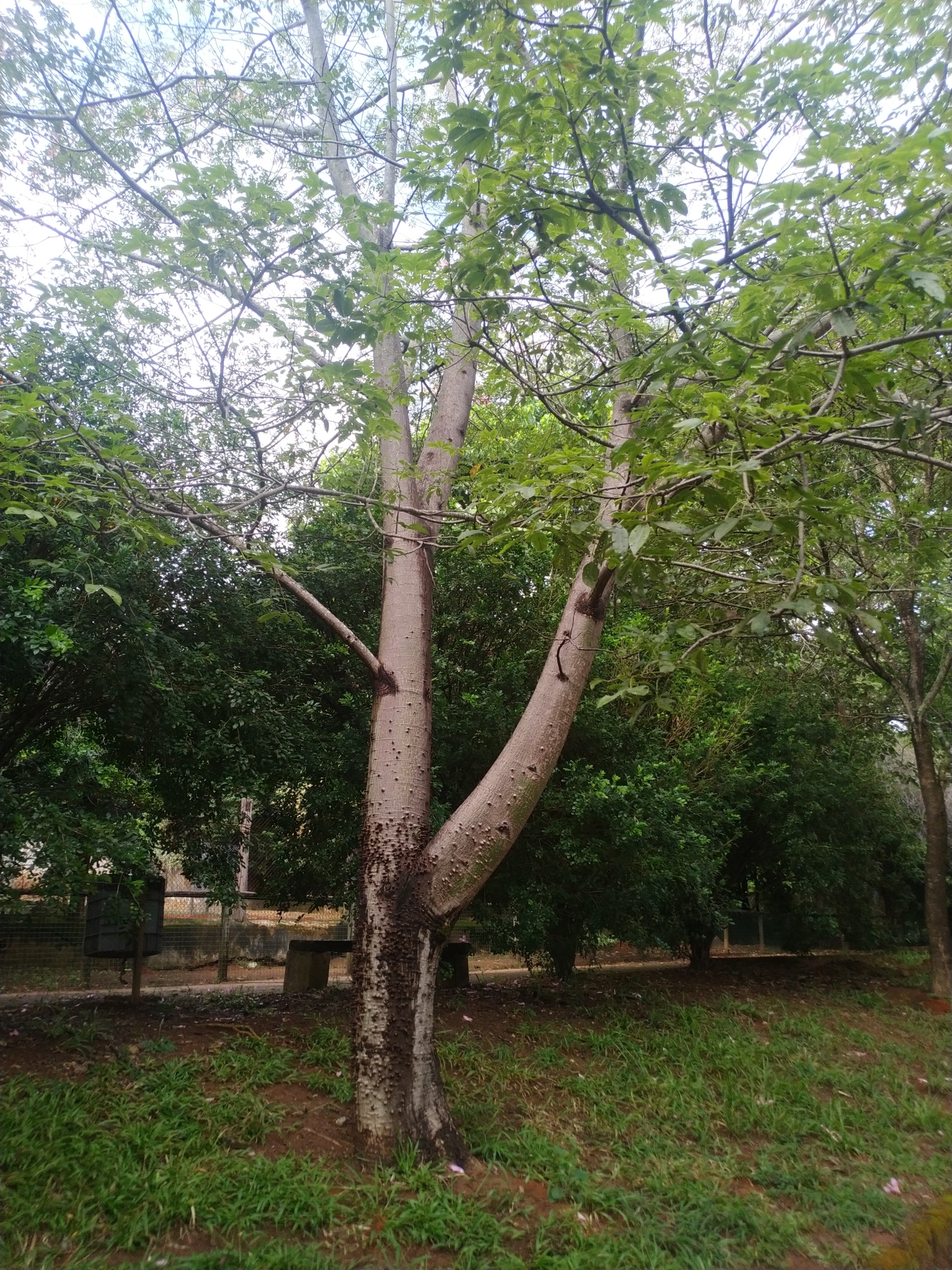 Photo of Silk floss tree (2/12)