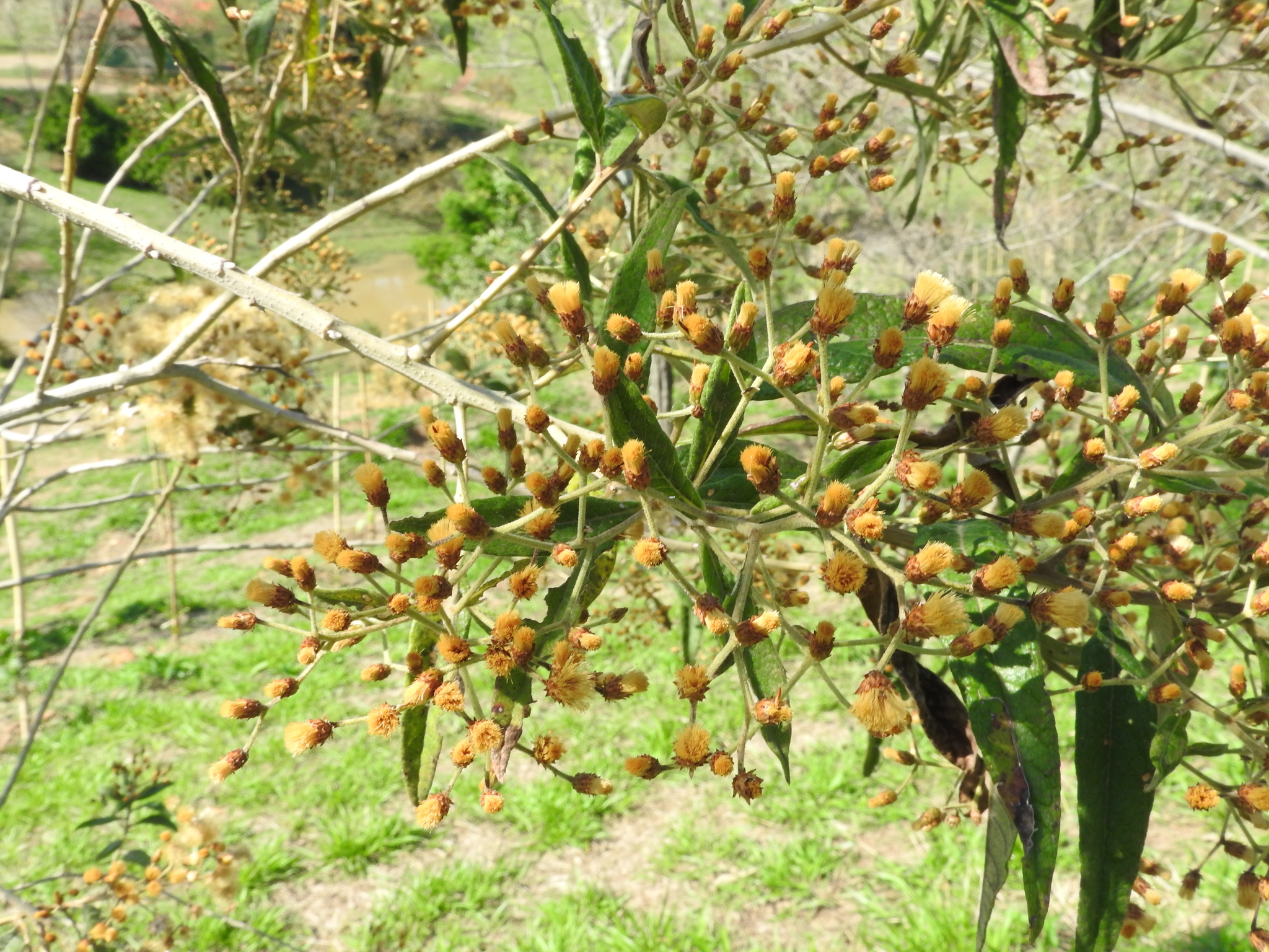 Photo of Plantae (6/7)