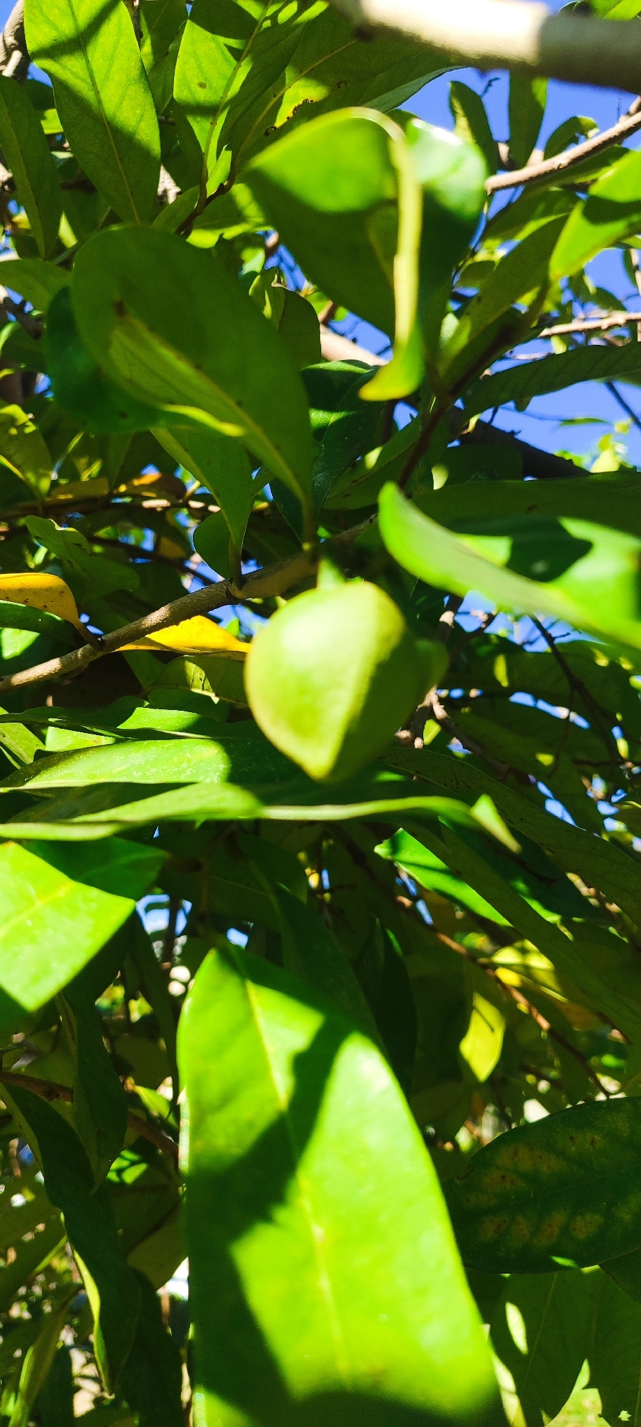 Photo of Soursop (11/11)