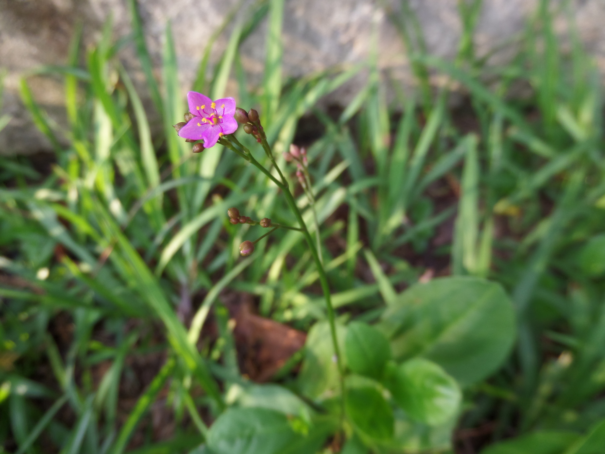 Photo of Jewels of Opar (5/5)