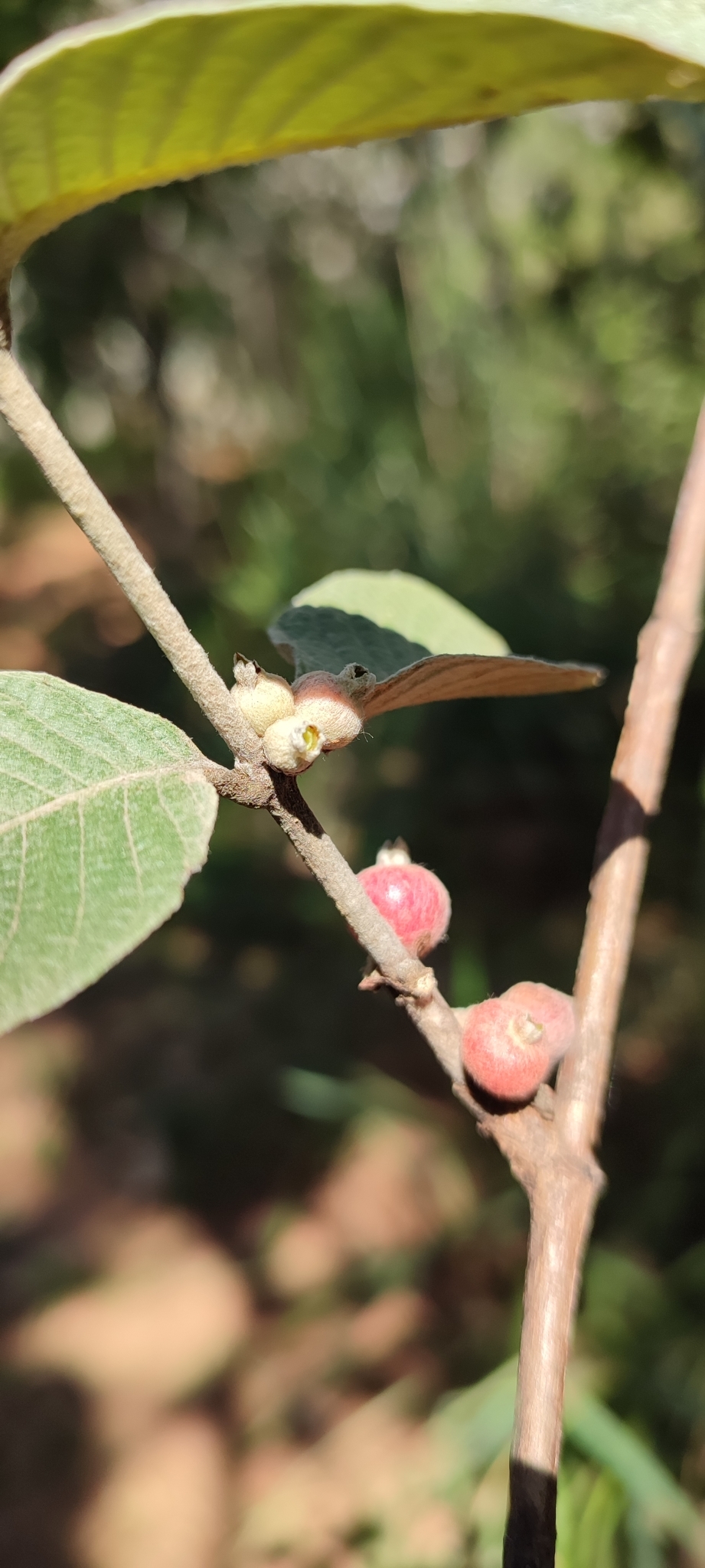 Photo of Sabicea brasiliensis (5/12)