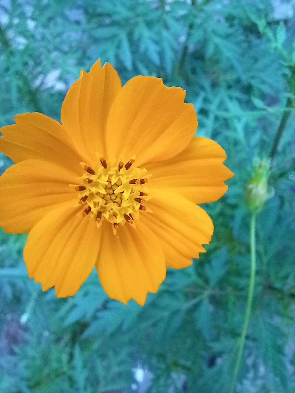 Photo of Yellow Cosmos (4/12)