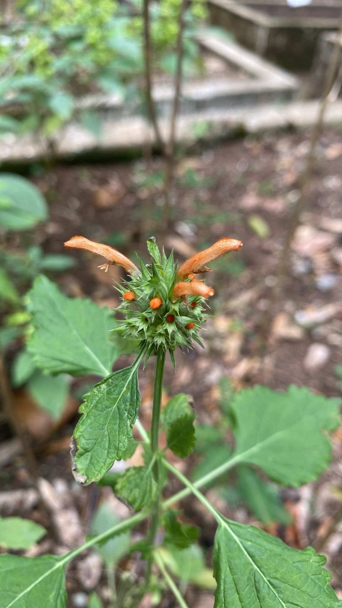 Photo of lion's ear (7/7)