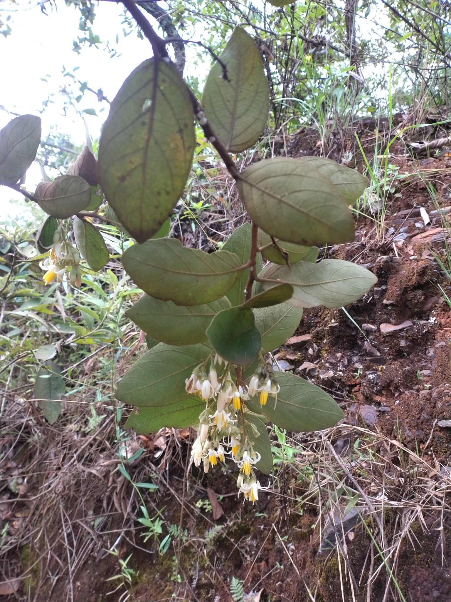 Photo of Styrax ferrugineus (5/5)