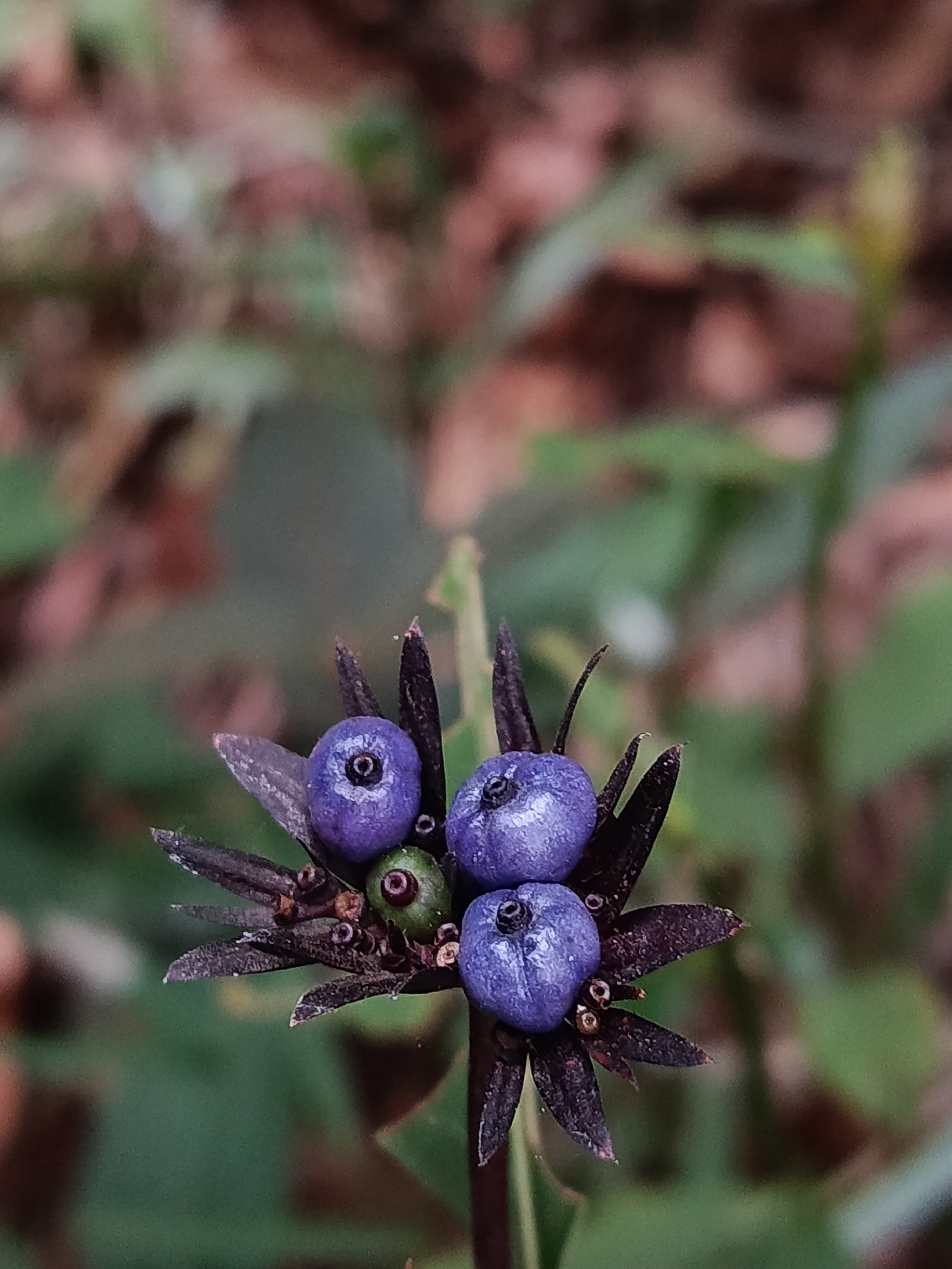 Photo of Plantae (1/6)