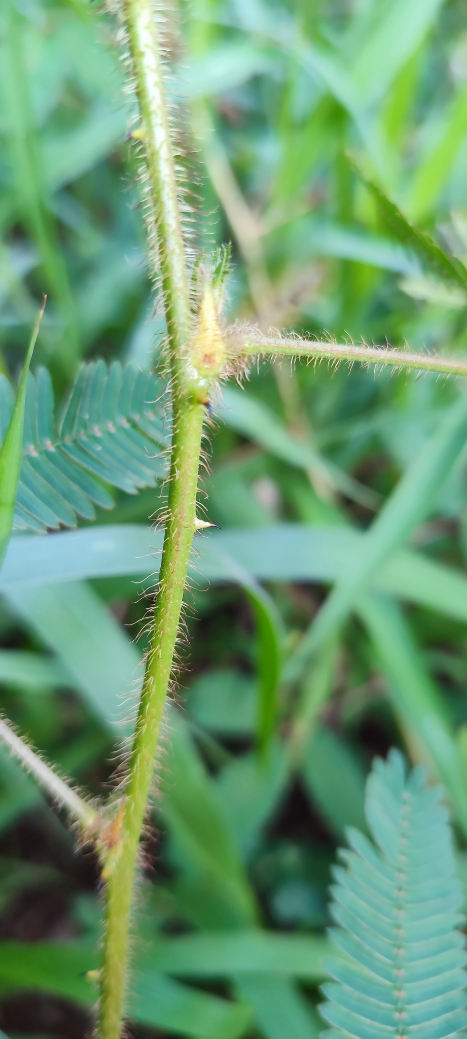 Photo of Sensitive Plant (3/11)