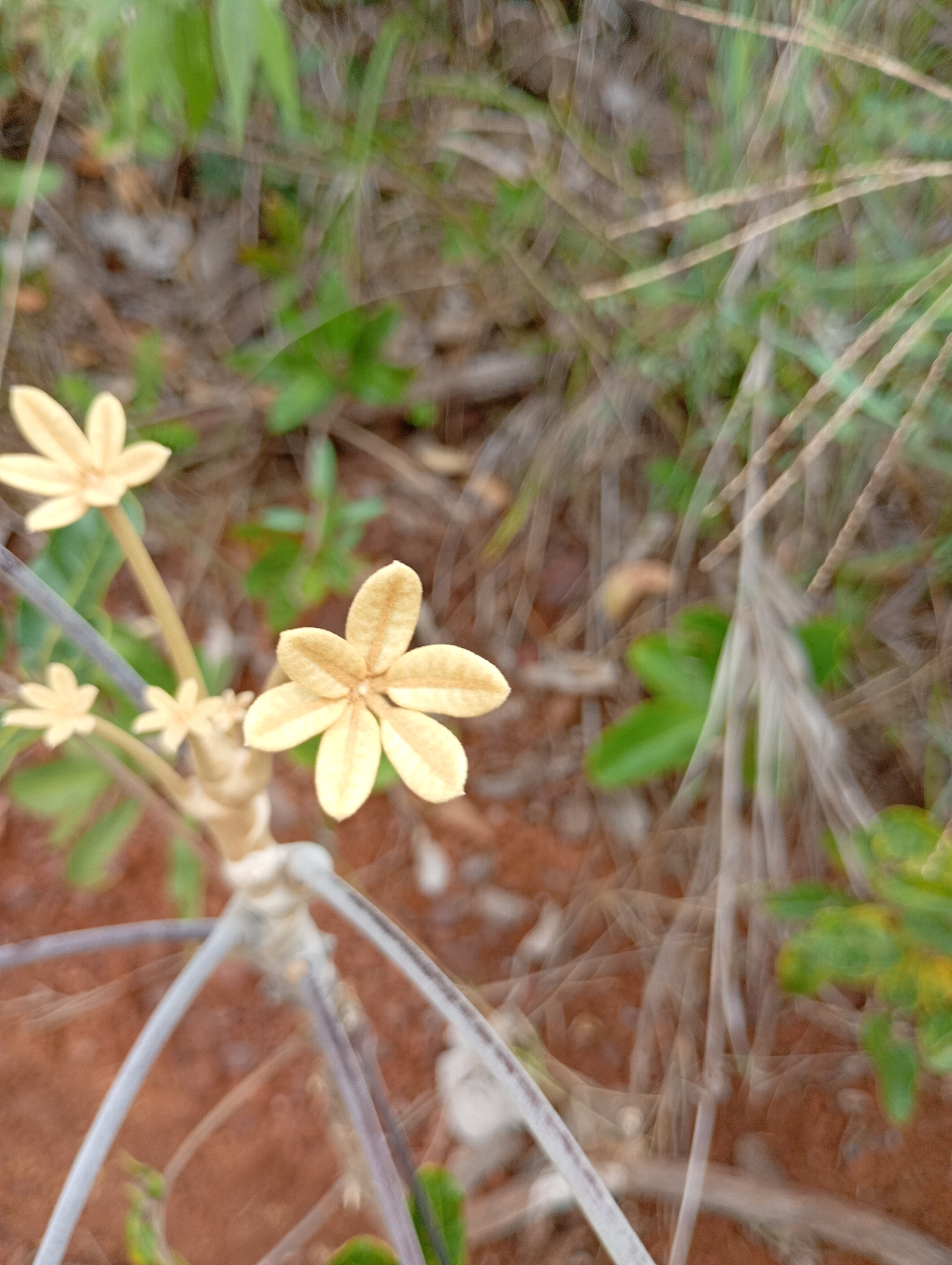 Photo of Plantae (4/5)