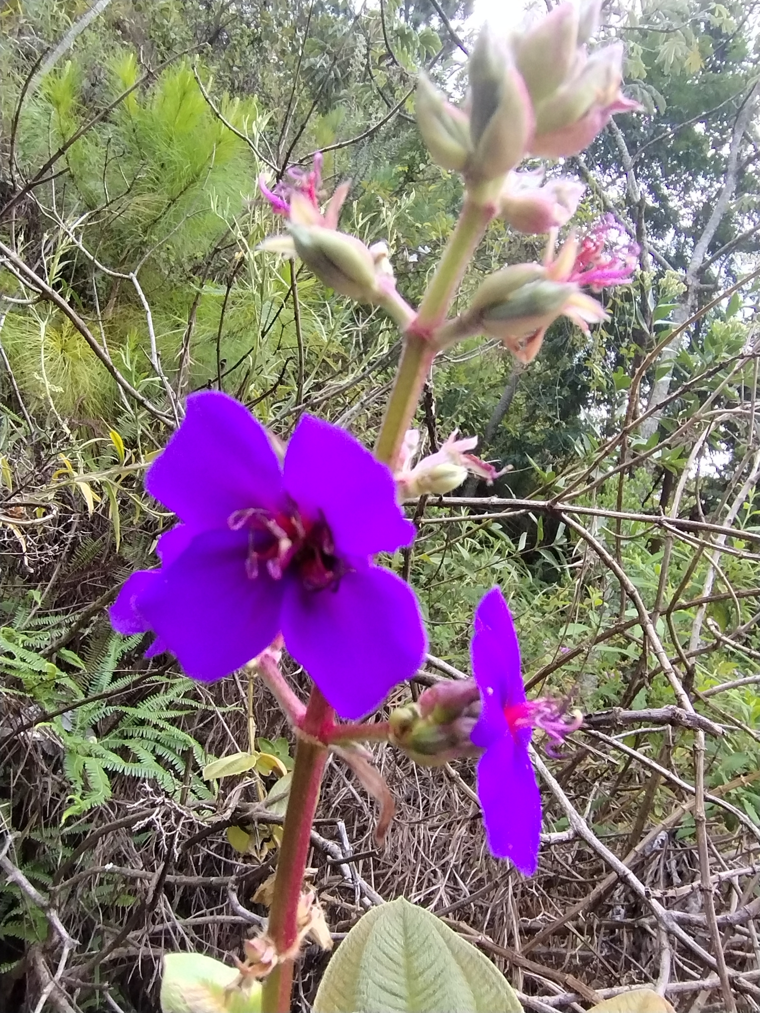 Photo of silverleafed princess flower (5/7)