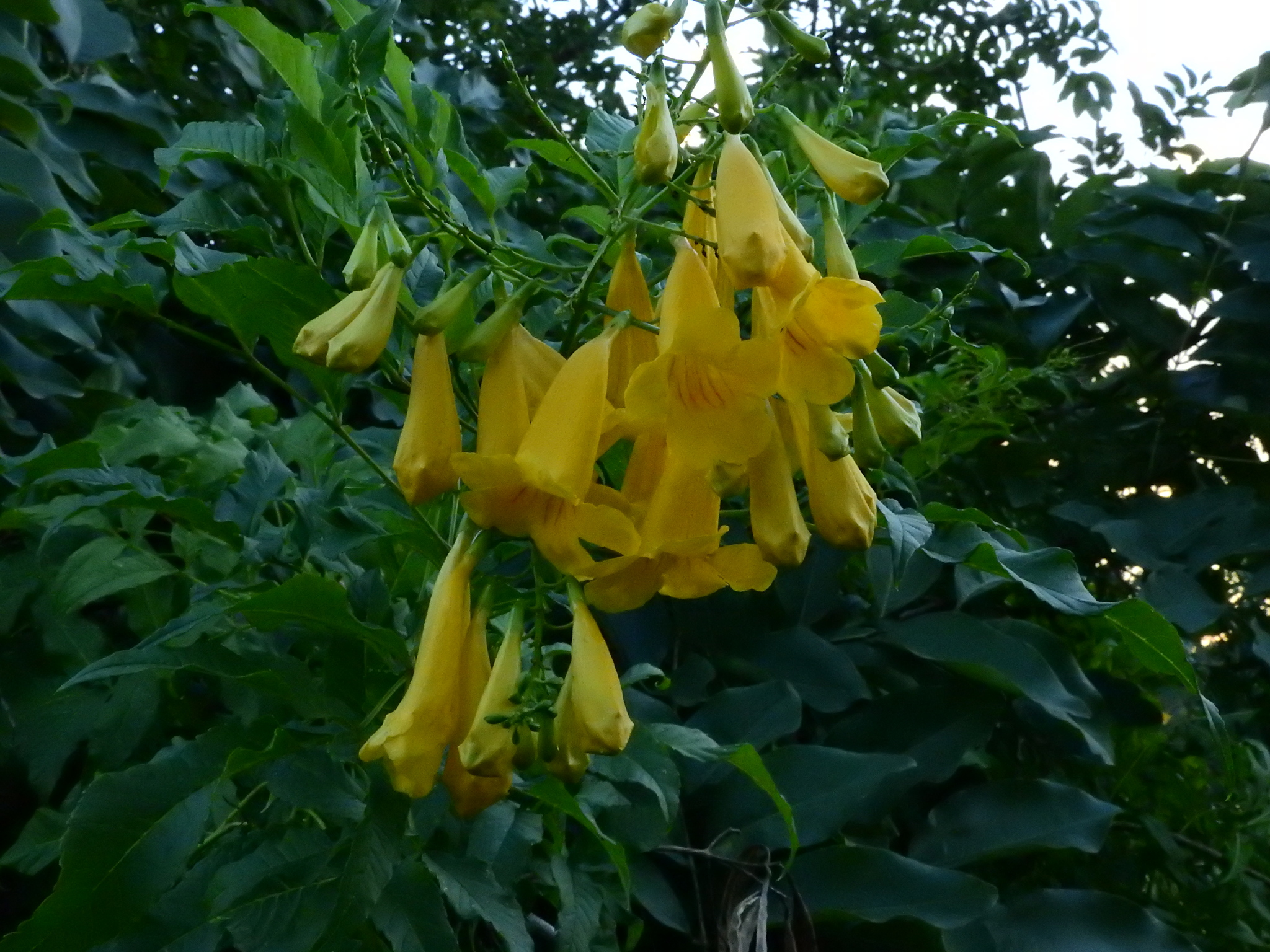 Photo of yellow trumpet flower (7/8)