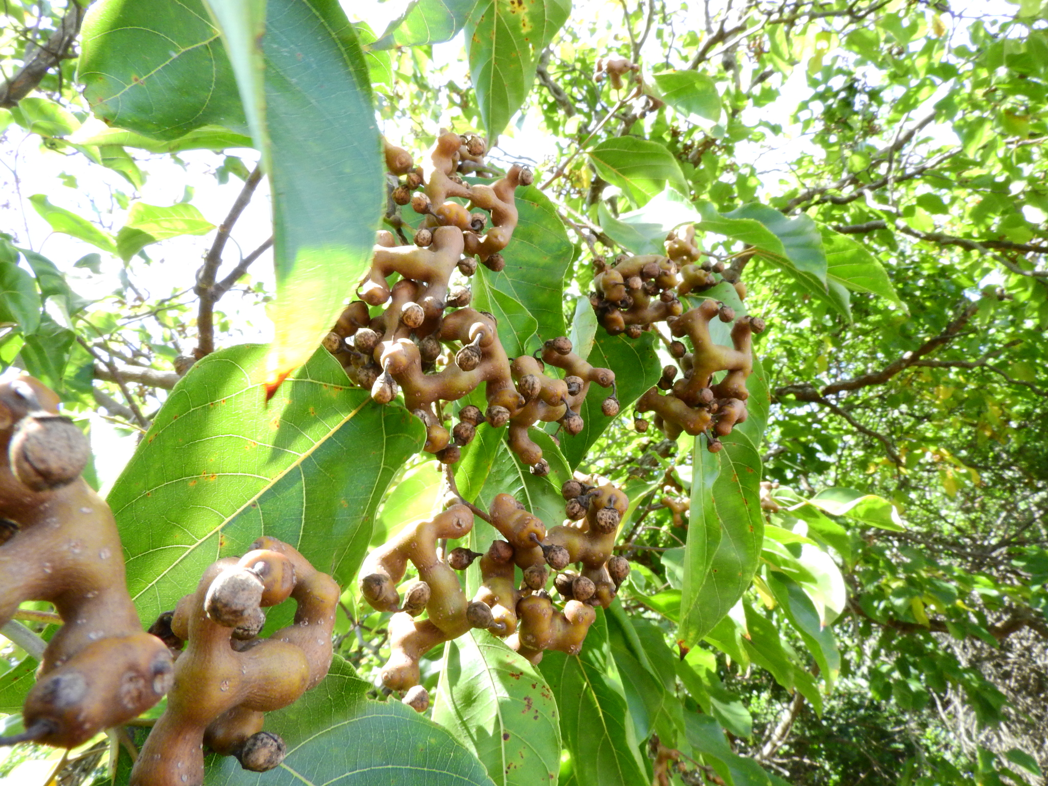 Photo of Japanese Raisin Tree (7/7)