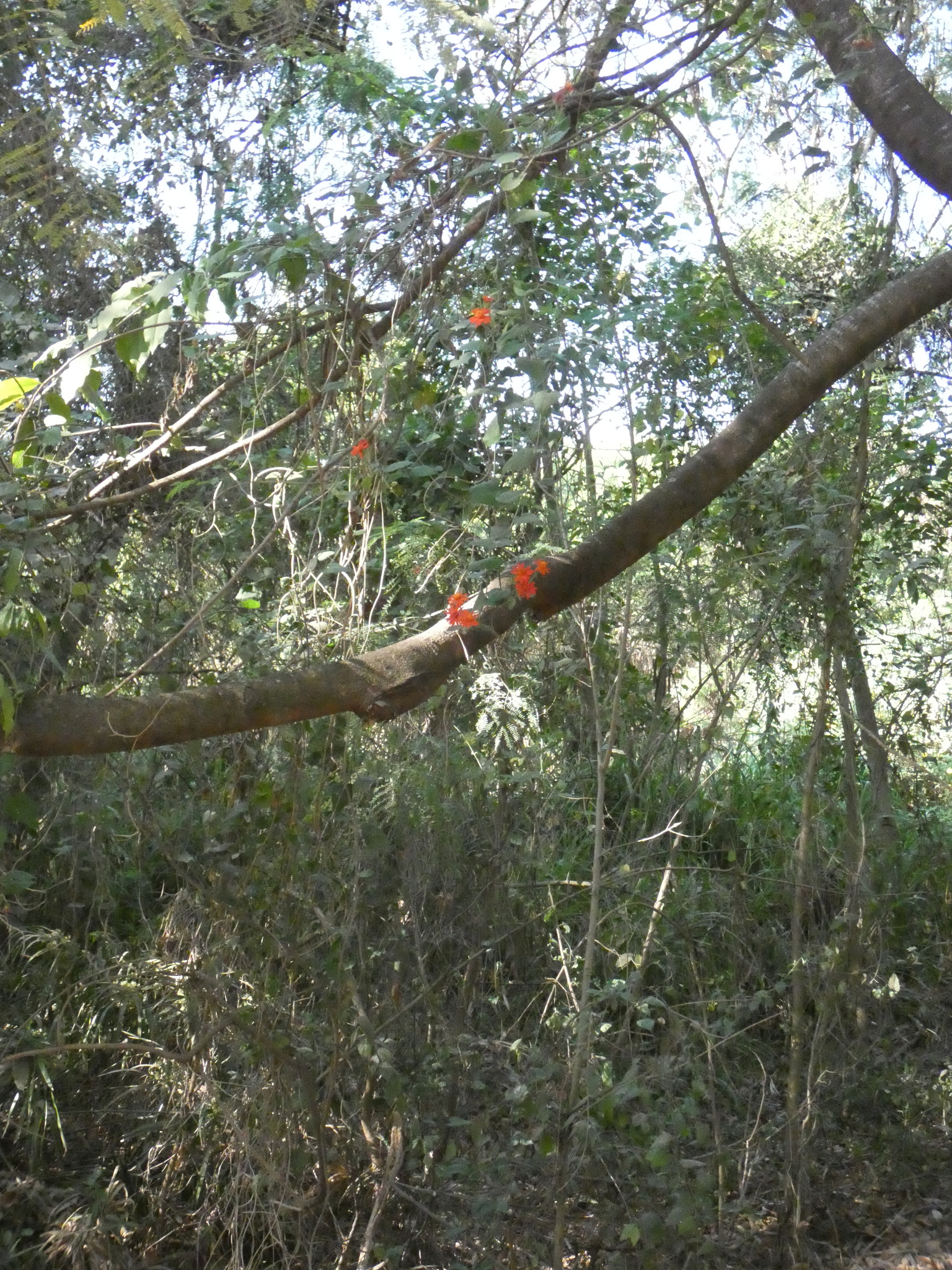 Photo of Pseudogynoxys benthamii (2/7)