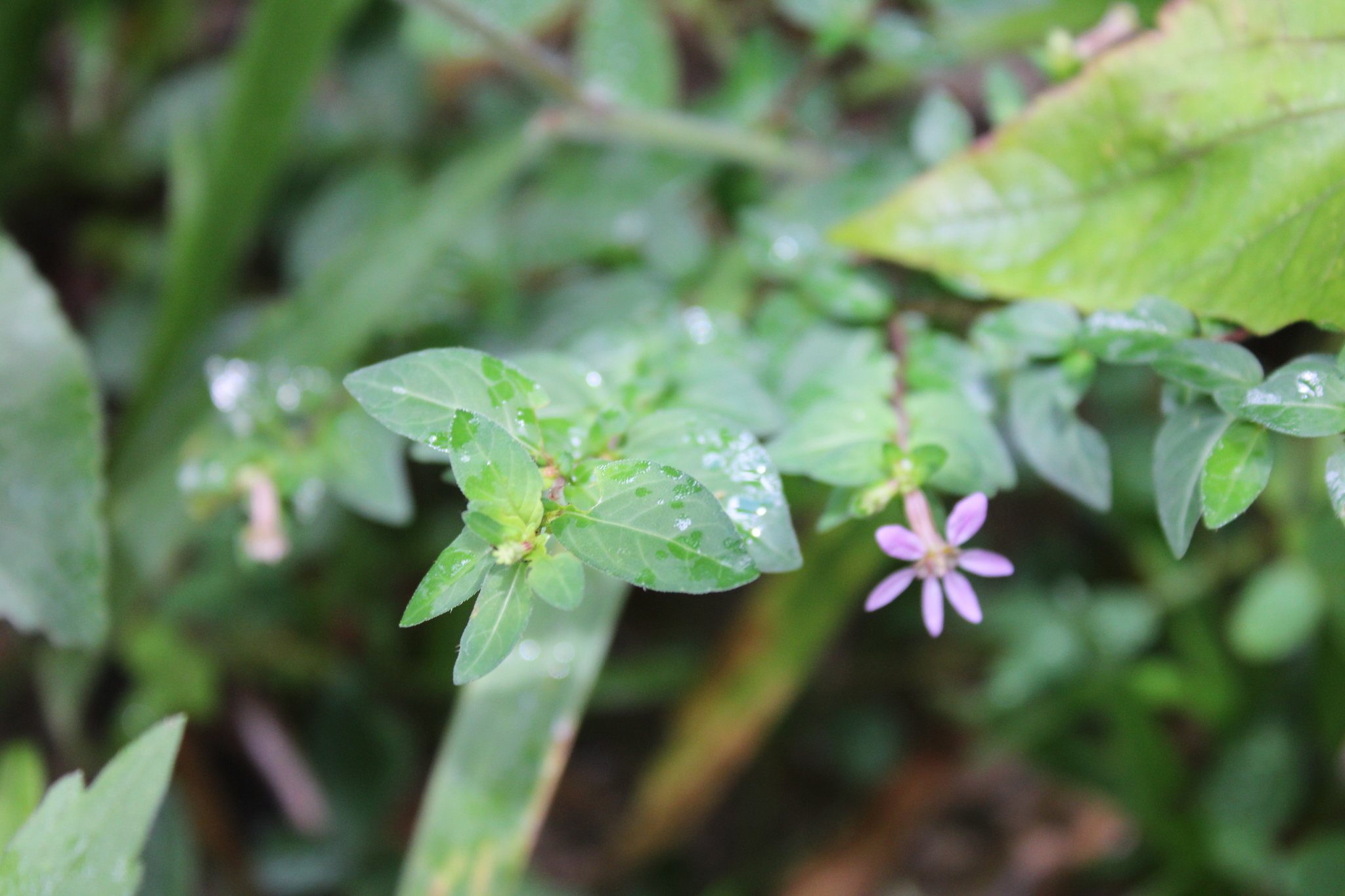 Photo of False heather (4/7)