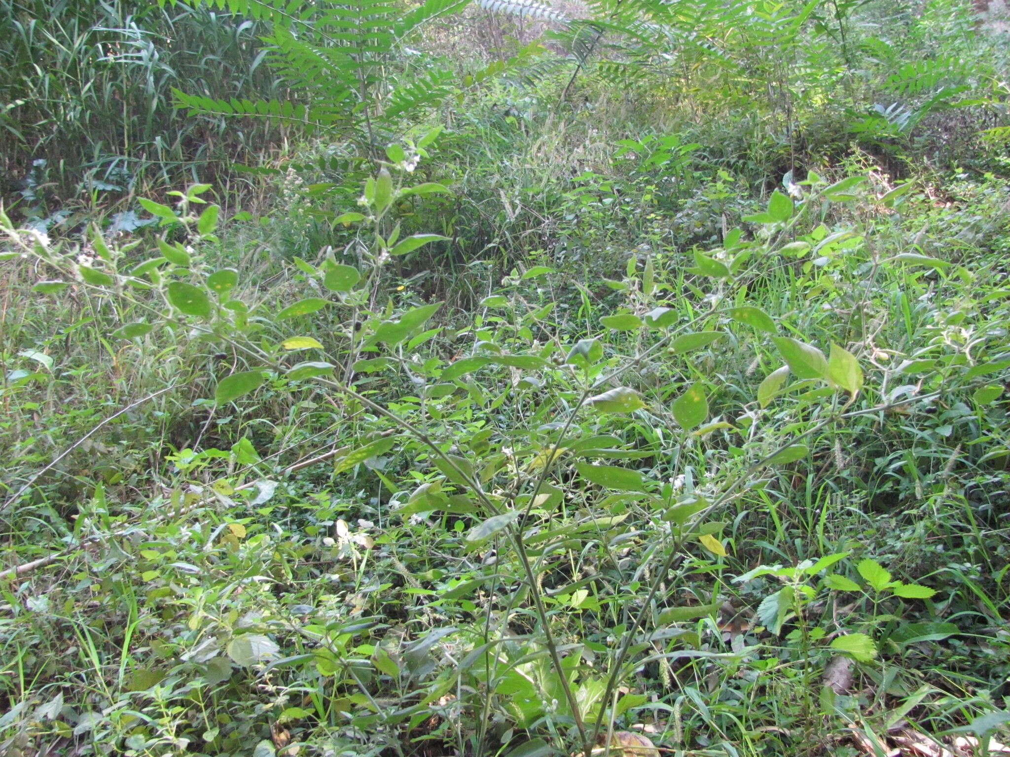 Photo of tall nightshade (1/12)
