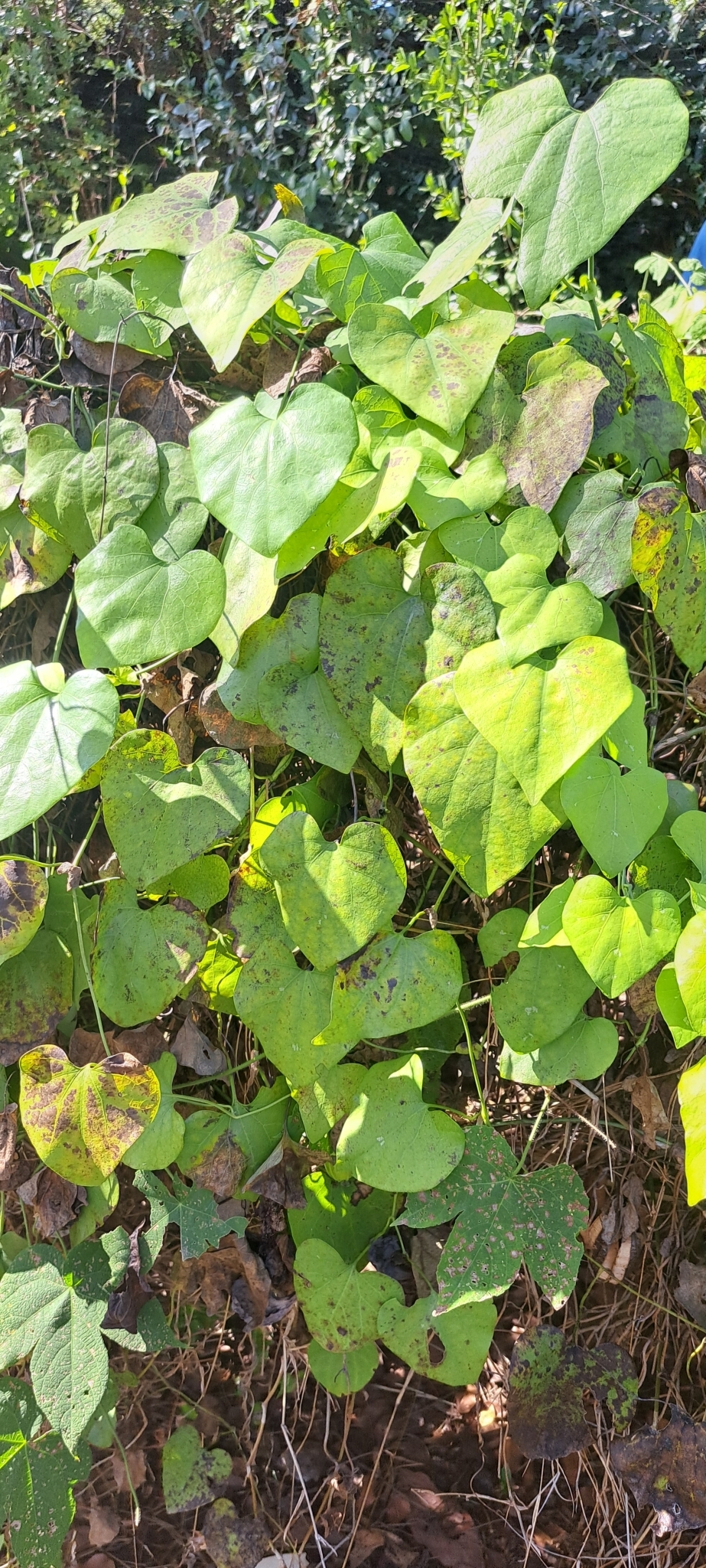 Photo of Brazilian Dutchman's Pipe (8/15)