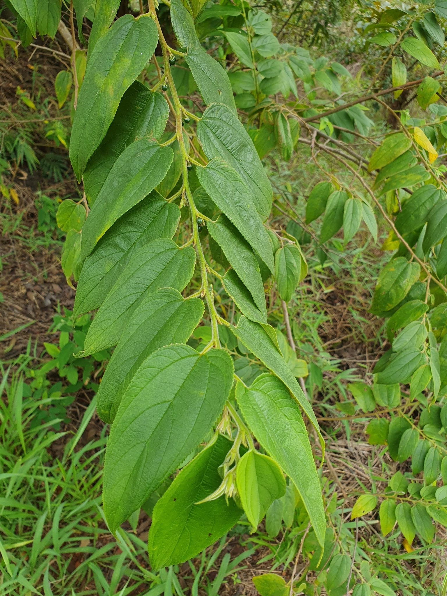 Photo of Nettletree (10/12)